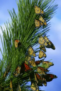 This fall, Iowa landowners  are asked to help track monarch migration